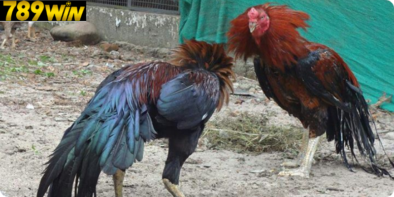 Trải nghiệm trực tiếp tại sàn Đá Gà