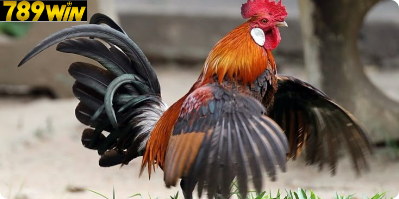 Ưu điểm nổi bật của sàn Đá Gà