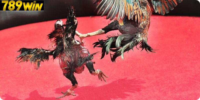 Gà Chọi – Bí Quyết Nuôi Dưỡng Chiến Kê Khỏe Mạnh