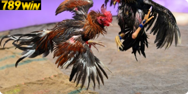 Một Chiến Kê Khỏe Mạnh