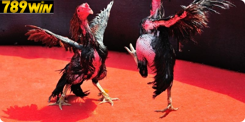 Rèn Luyện Tinh Thần Và Thể Chất Cho Chiến Kê