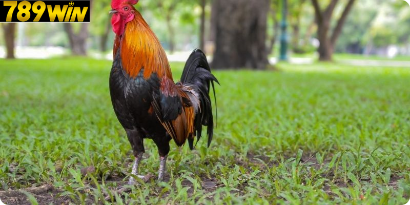 Cơ Hội Giải Trí Và Thử Thách