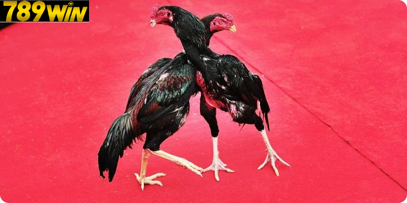 Gà Chọi Cựa – Những Điểm Nhận Diện Gà Chất Lượng