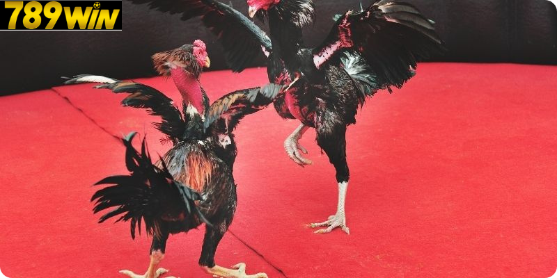 Giới Thiệu Chung Về Loài Gà Chọi Cựa