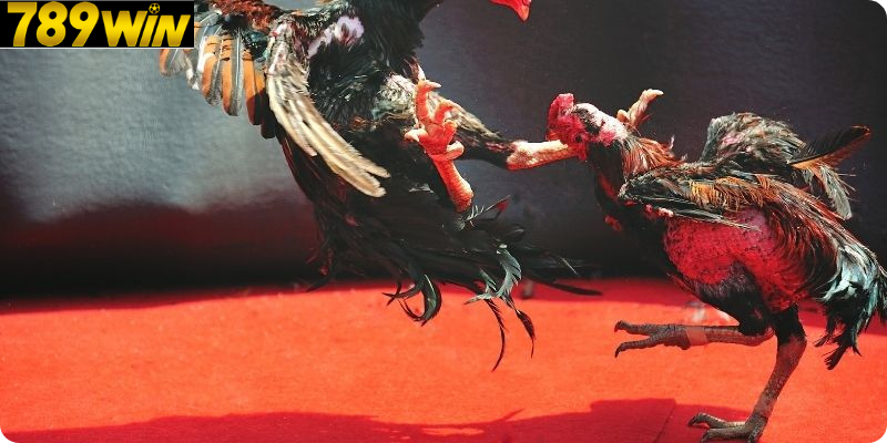 Tính Cách Và Sự Linh Hoạt Trong Chiến Đấu