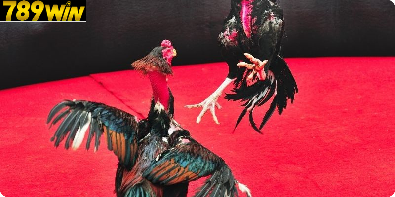 Gà Chọi Cựa trực tuyến