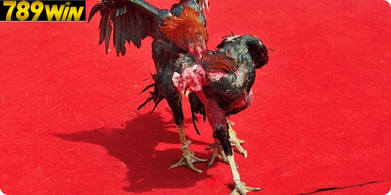 Trận Đá Gà – Trải Nghiệm Gay Cấn Từng Giây