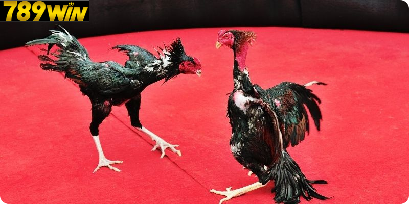 Trận Đấu Kịch Tính Từng Phút