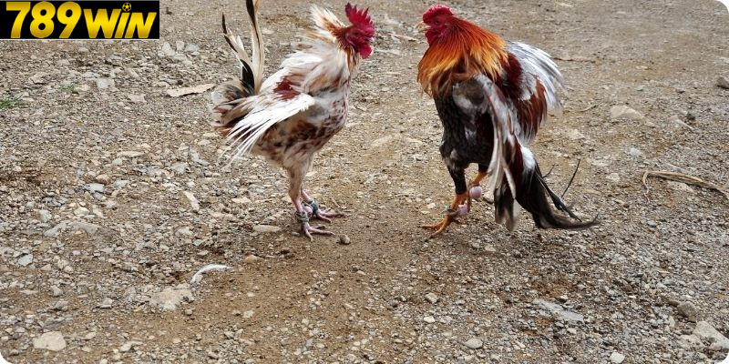 Đá Gà Live – Trải Nghiệm Với Những Trận Đấu Liên Tục