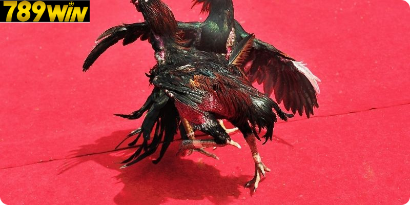 Cộng Đồng Người Chơi Đam Mê Đá Gà